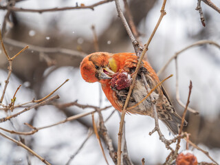 Red Crossbill male sitting on the tree branch and eats wild apple berries. Crossbill bird eats berries.