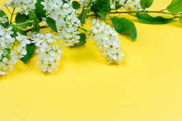Floral background. A beautiful delicate branch with white cherry blossoms and green leaves on a...