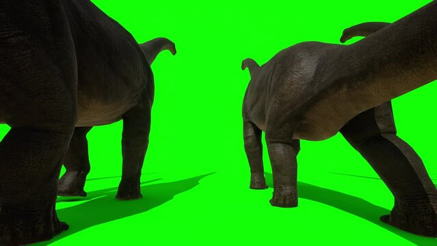 Brachiosaurus, sauropod walking and eating leaves from trees. Green screen background. The Jurassic Period, Mesozoic era. 3d rendering