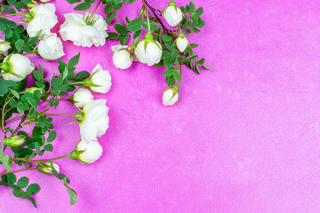 A frame of white delicate roses on a bush with green leaves on a bright pink background. Floral spring and summer background. Space for the text. The concept of beauty and celebration. 
