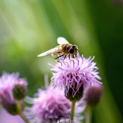 Biene auf lila Blüte trinkt Nektar