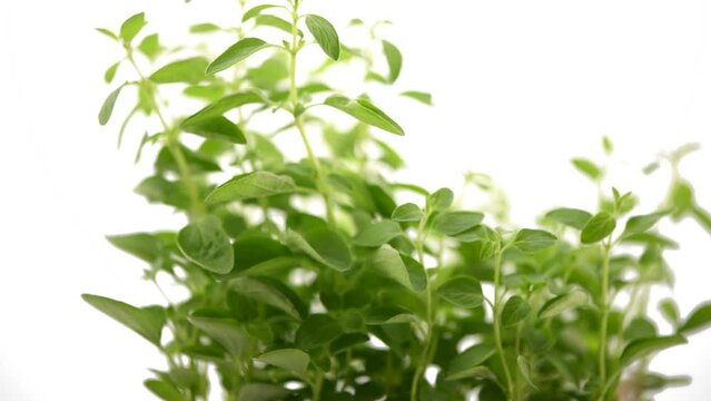 Thyme herb growing in a garden. Organic herbs. Thyme plant close-up. Aromatic herbs. Seasoning, cooking ingredients. Slow motion