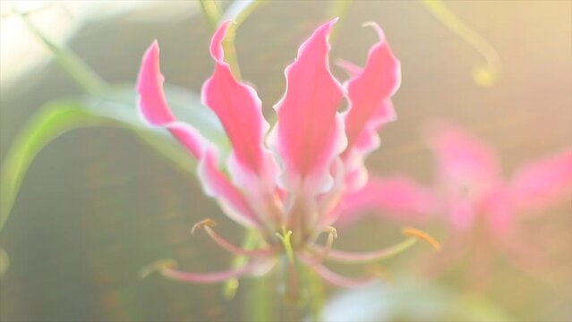 Gloriosa lily flowers blooming in a garden close-up. Pink climber plant Gloriosa flower in sun light. Flower bed design. Summertime. Gardening concept. 4K UHD video. Slow motion. 