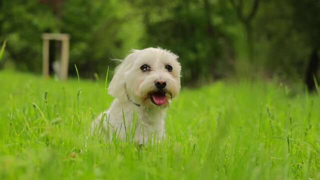 Yorkshire terrier white in green grass close up. Domestic purebred dog sitting on a glade with grass on a sunny day.