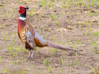 Cock Pheasant in newly plant field