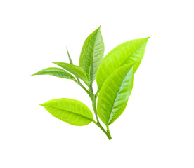 Tea Leaves isolated on white