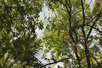 Fototapeta premium tree in the forest