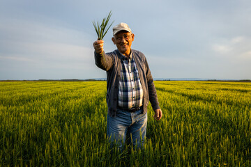 Senior farmer standing in barley field showing crop in his hand.