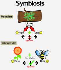 Symbiosis interaction with mutualism and protocooperation concept.