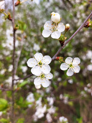 branch of white cherry flowers is blooming in garden