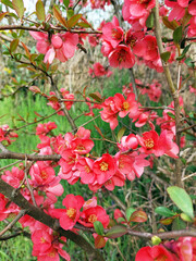 Japanese quince is blooming - branches with red flowers at spring