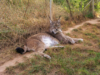 Lince ibérico en zoológico. Mirada frontal.