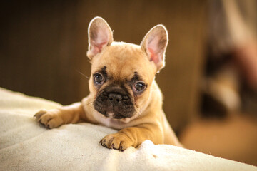 french bulldog puppy