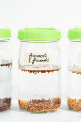 Growing sprouts in a jar