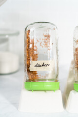 Growing sprouts in a jar