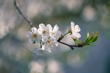 Spring and cherry blossomed with white flowers, delicate white petals as a symbol of spring and rebirth, flowers photographed close-up, spring mood