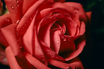 Close-up pink rose bud, dew drops sparkle on delicate petals, beautiful rose flower, natural beauty