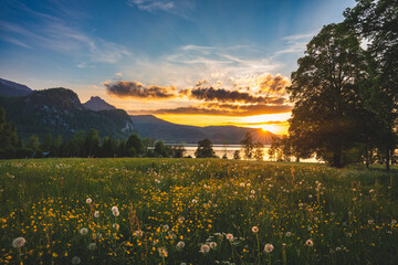Fototapeta Berglandschaft, Blumenwiese, See, Pusteblume, Löwenzahn, Sonnenuntergang, Himmel, Wolken, Abendrot, Berge obraz