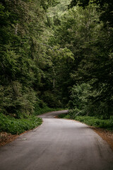 Landscape with empty asphalt road through woods in summer.