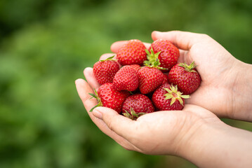 Harvesting strawberries. Hands with strawberries on the background of a strawberry patch