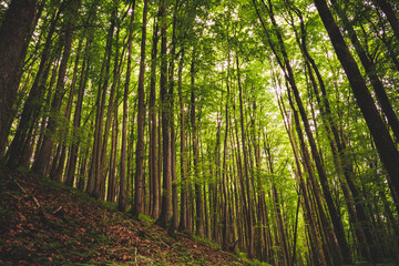 Fototapeta na wymiar Wald, Baum, Natur, Grün, Bäume, Sonne, Landschaft