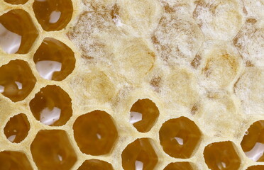 Close up yellow beautiful honeycomb with acacia honey background texture