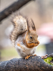 Obraz premium The squirrel with nut sits on a branches in the spring or summer.