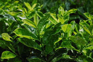 Fresh green leaves in a summer garden.