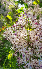 Pink and white blossoms on tree, Johannesburg, South Africa.