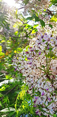 Pink and white blossoms on tree, Johannesburg, South Africa.