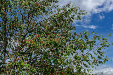 Cherry tree with branches laden with ripe red cherries on blue sky with clouds