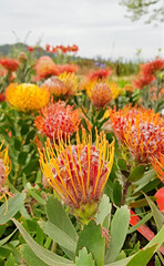 Orange Pincushion Protea, Durban, South Africa