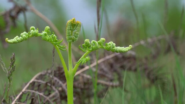 Growth of young ferns - (4K)