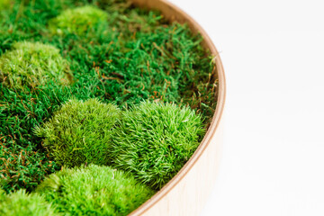 sterilized Icelandic moss in a round wooden pattern on a white background