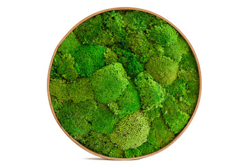 sterilized Icelandic moss in a round wooden pattern on a white background