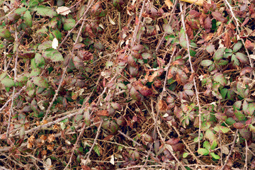 THORNY BRANCHES PATTERN
A pattern made up of thorny branches and leaves of various colors that represents the chaos of nature