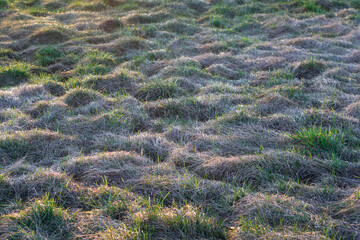 GRASS PATTERN
A pattern created from the small differences in height of the tufts of grass...