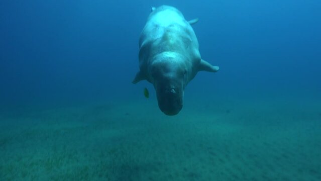 Dugong swimming direct towards camera super close up in the Red Sea