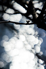 桜の蕾　水と桜　蕾　反射　光