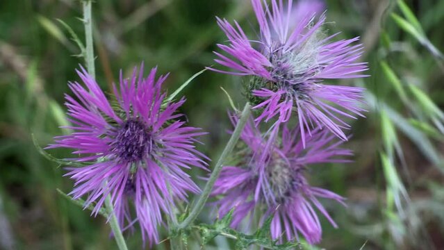 Close-up of thistle flowers, lilac color, green plants on background.