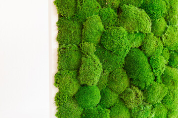 green cube with natural sterilized Icelandic moss on a white background