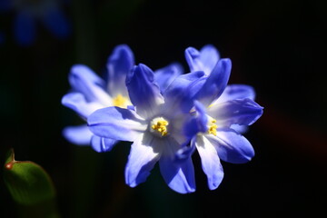 Śnieżnik Forbesa 'Blue Giant' Chionodoxa forbesii