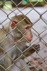 a little monkey sits behind bars in a cage. violence against wild animals. wild animals in captivity. zoo and captive animals