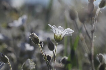 flowers in snow