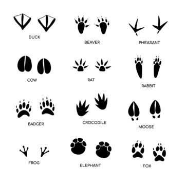 Animal footprint guide collection. Hand drawn vector illustration on white background