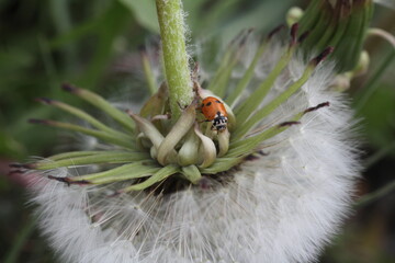ladybird on a leaf