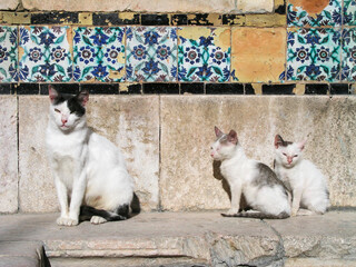 Mam&aacute; gato con gatitos. Gatos en T&uacute;nez con azulejos de fondo