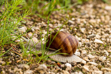 Weinbergschnecke auf einem Weg
