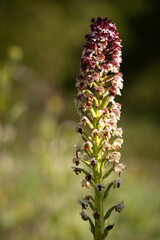 Blüte des Brand-Knabenkrautes (Neotinea ustulata)