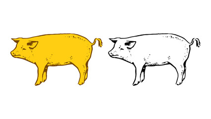 Pig hand drawn vector illustration isolated on white background
